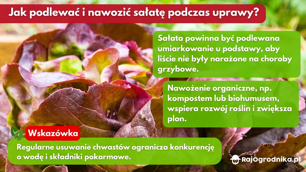 Jak-podlewać-i-nawozić-sałatę-podczas-uprawy-blog-sklep-rajogrodnika